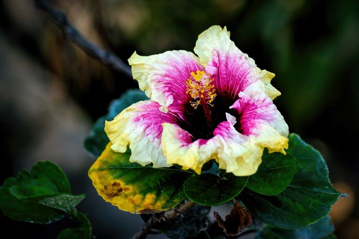 Image result for DROPS OF JUPITER FLOWERS