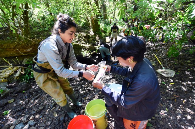 National Park Service biologist Lidia DAmico hands over a salamander...