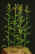 corn-plants.jpg (40791 bytes)