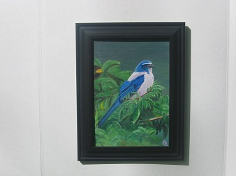 Florida Scrub Jay #0038