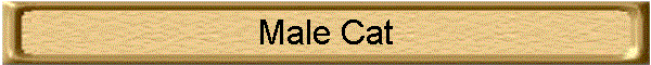 Male Cat