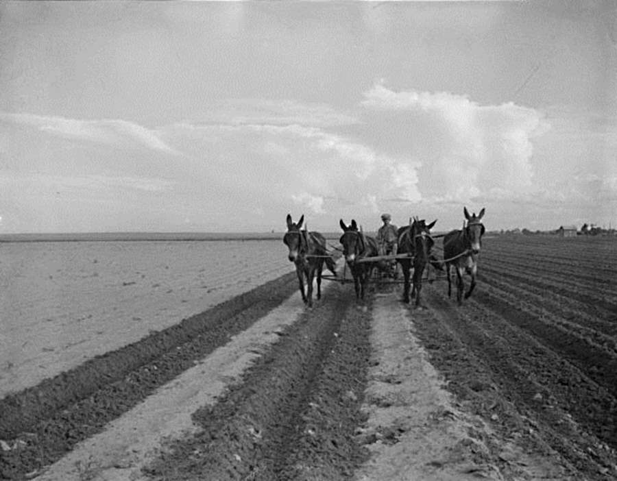 4 Mule Team in 1937