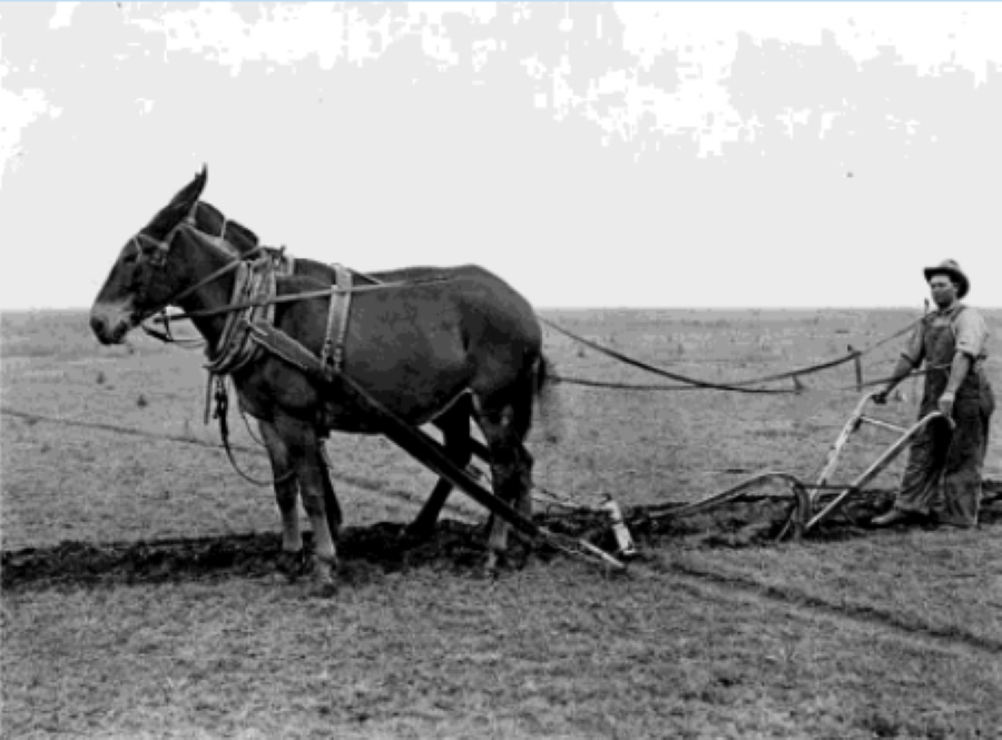 Bailey County Farmer with Mule in 1915