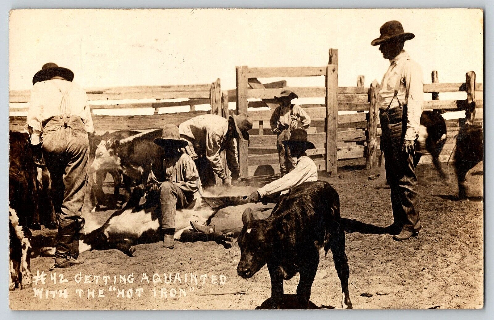 Branding Cattle Near Midland 