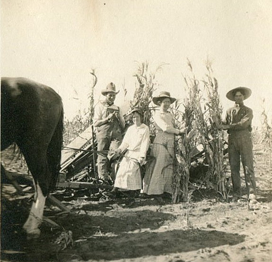 Corn Harvest in Hall County Texas