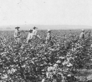 Cotton Field Near Smithville Tx 