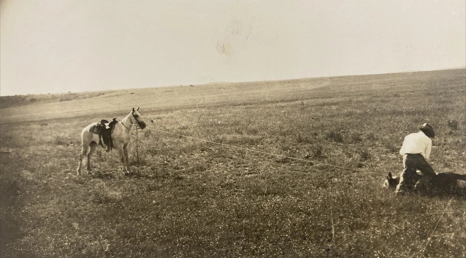 Cowboy Ropes Calf on Prairie