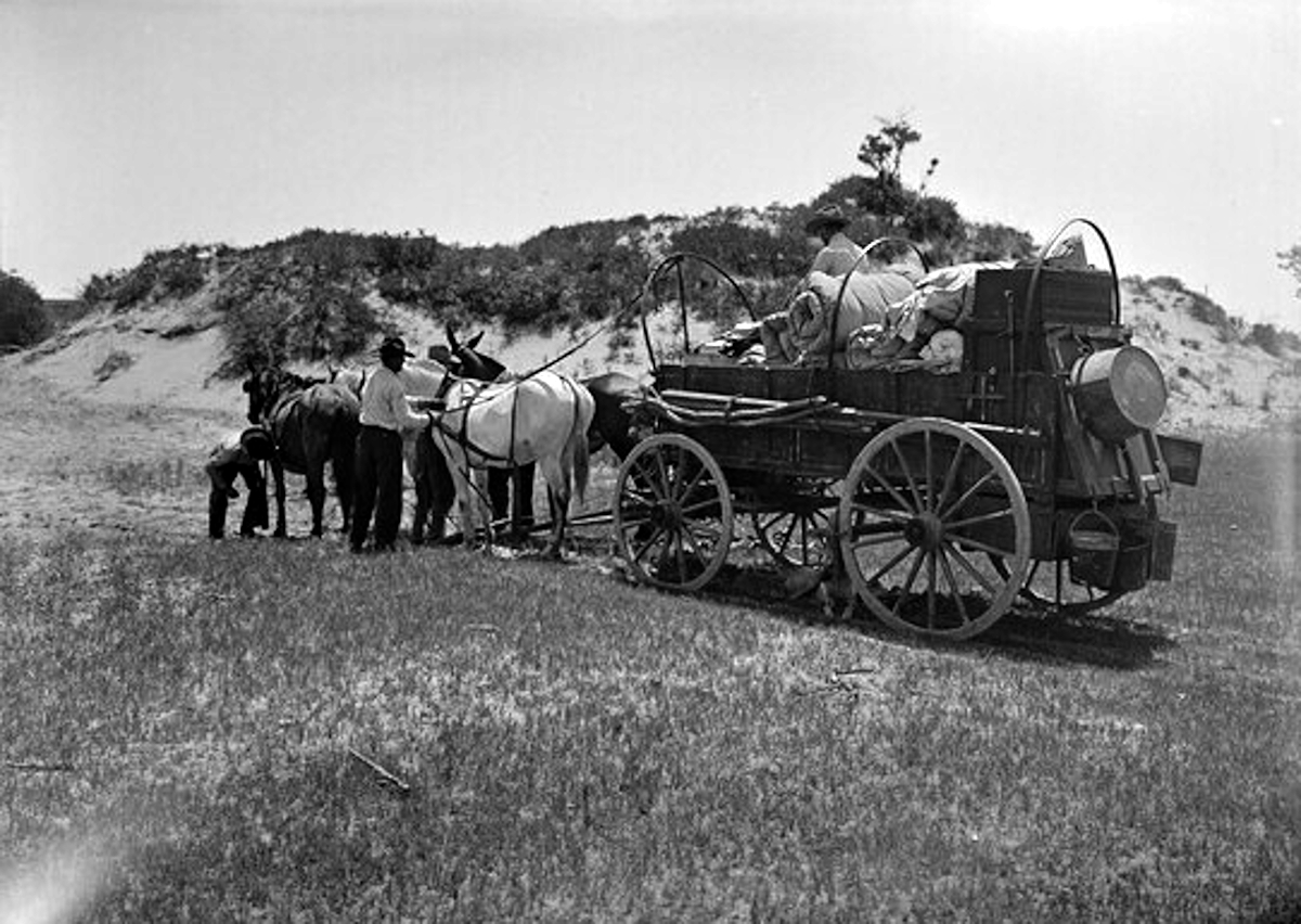 Cowboys Adjust Chuck Wagon Harness