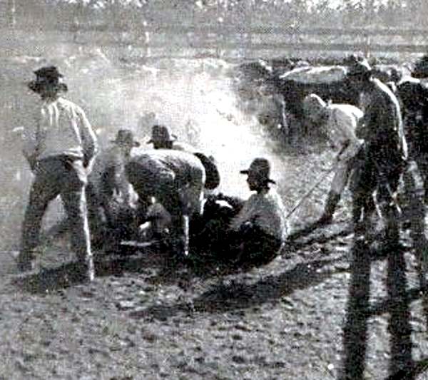Branding Cattle in Tom Green County in 1907