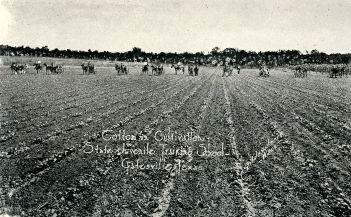 Cultivating Cotton at Juvenile Training Center