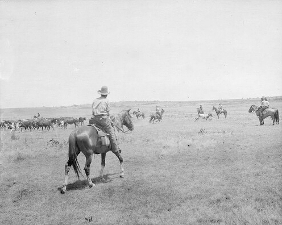 Cutting Out a Yearling in 1908