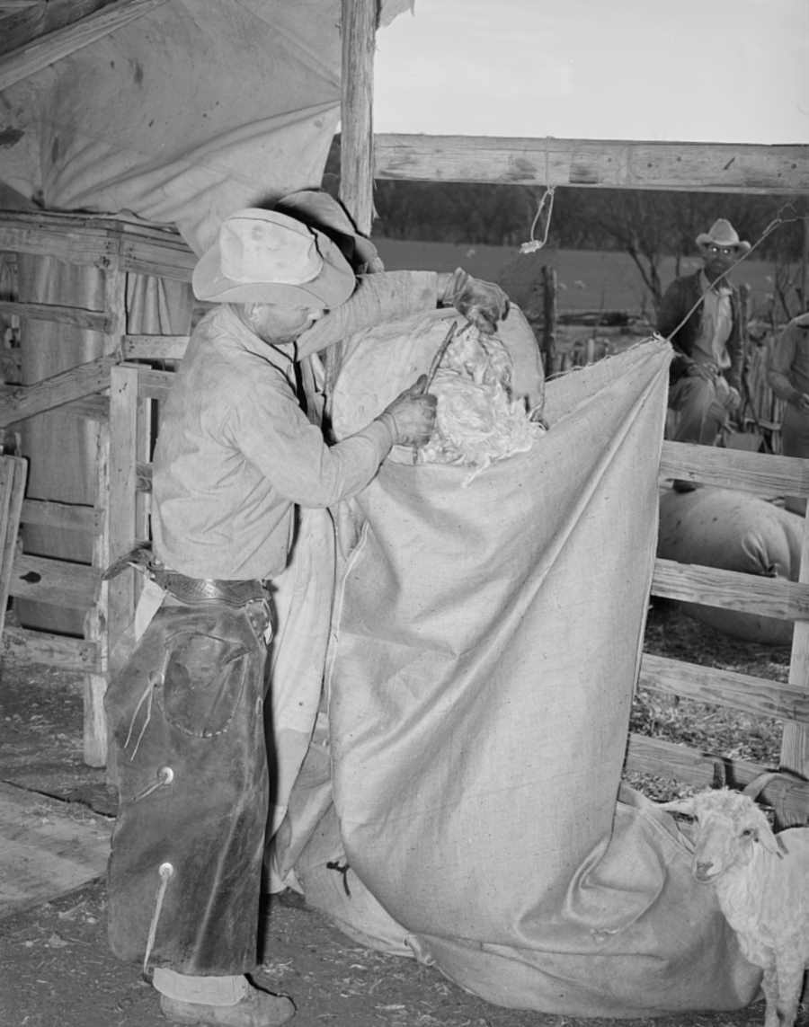 Emptying Freshly Sheared Mohair Into Sack