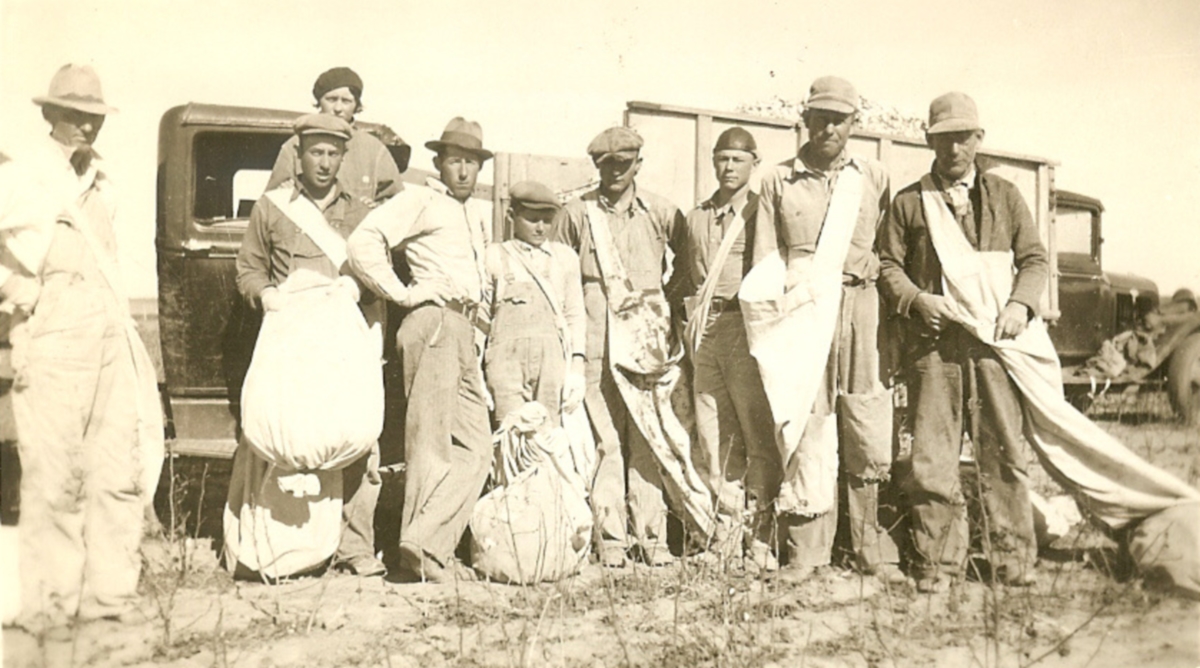 Picking Cotton in Floyd County Texas