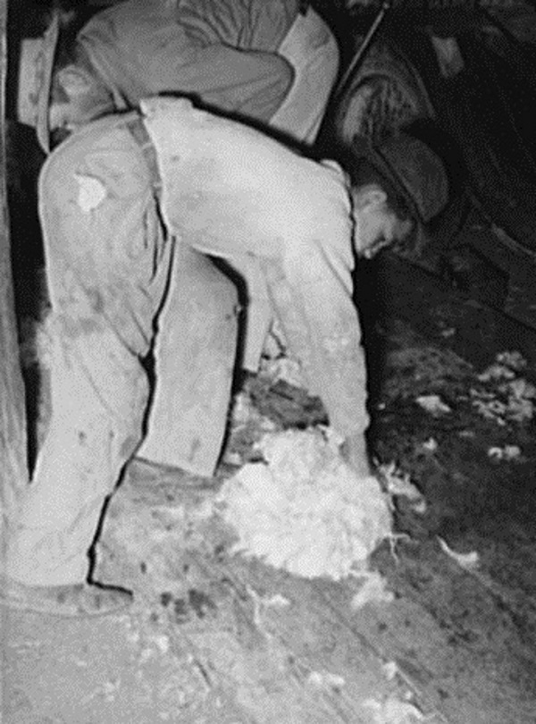 Sheep and Goat Shearers