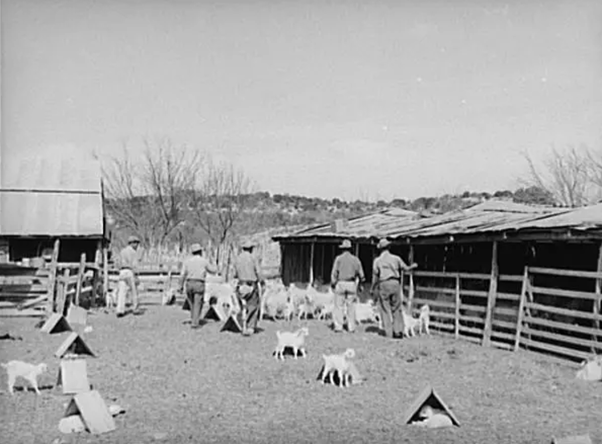 Goat Shearers with Baby Goats