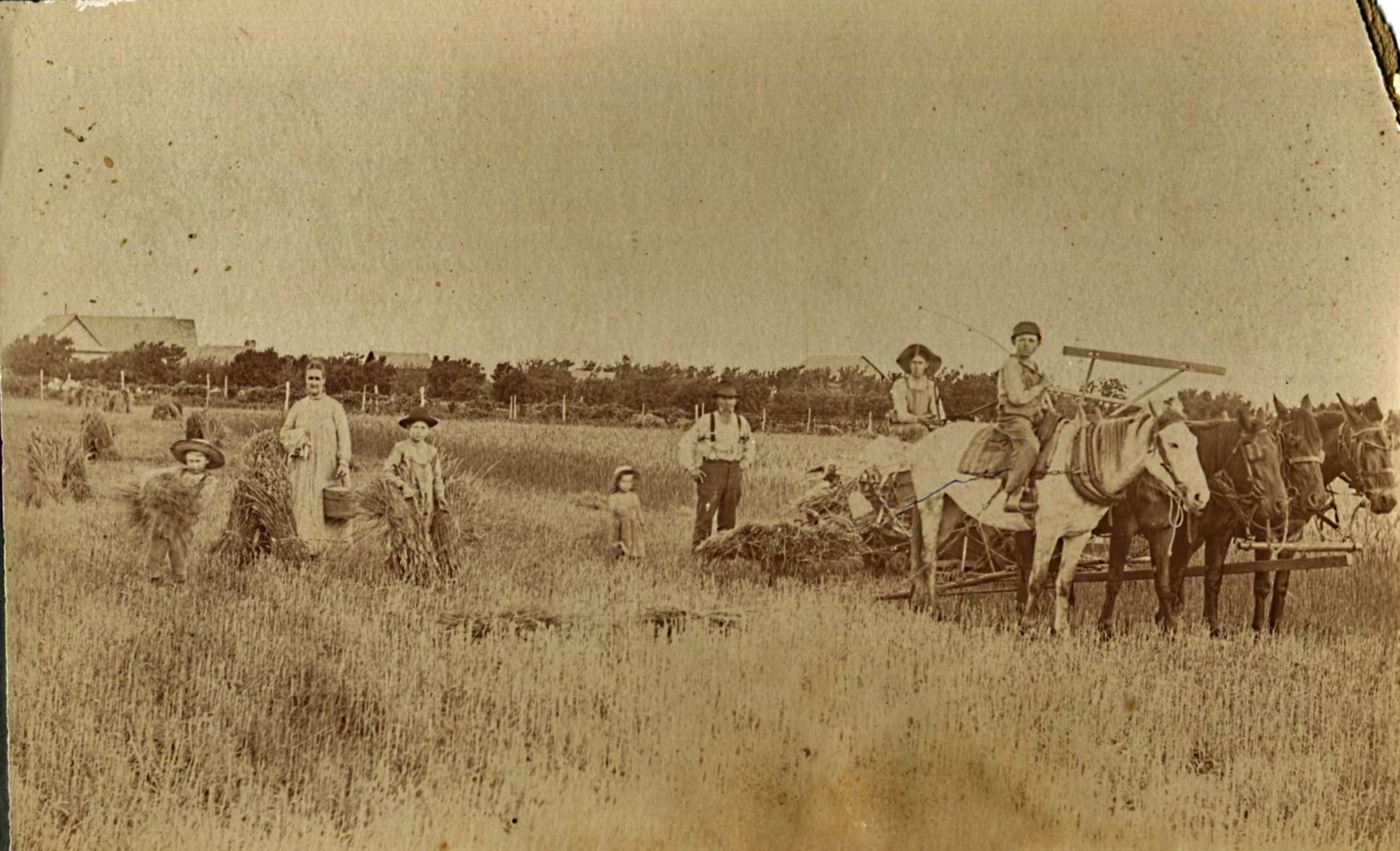 Harvesting Wheat near Petersburg Texas in 1890