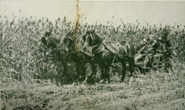 Horse Drawn Machine Cutting Corn in Childress County