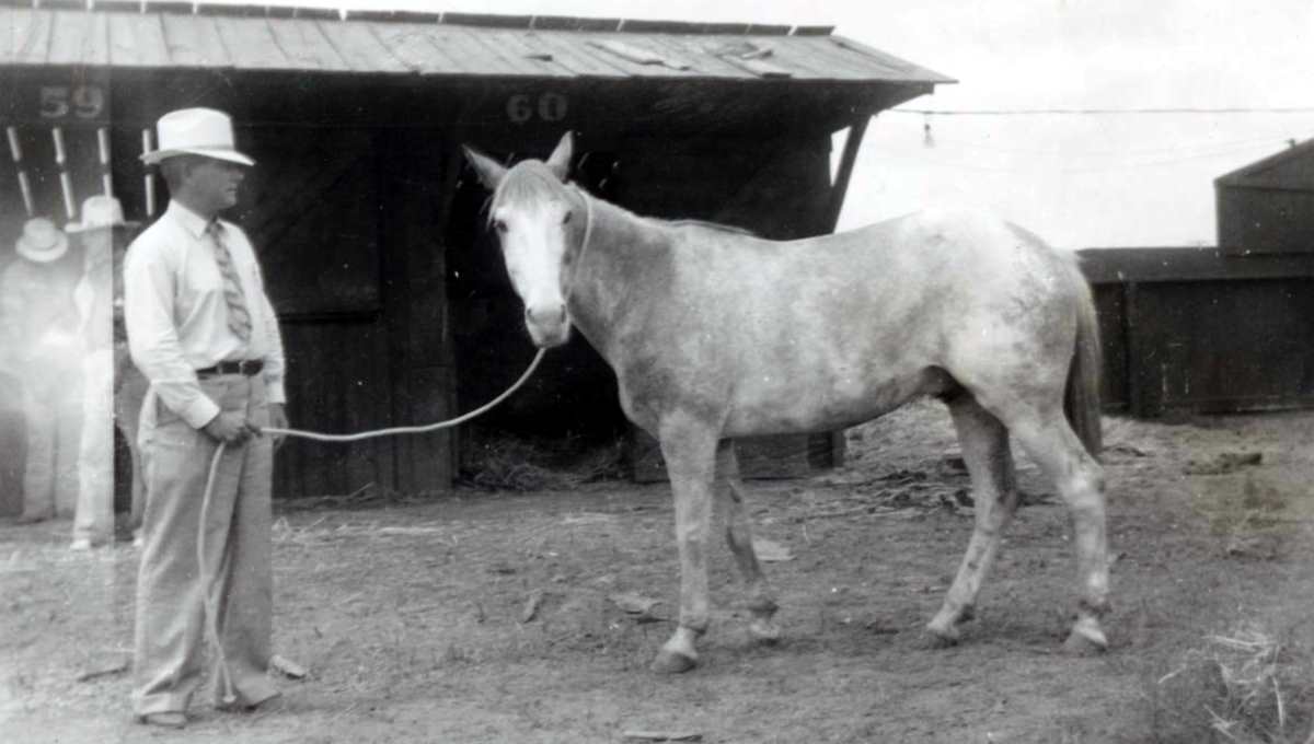 Horse Named Soap Suds