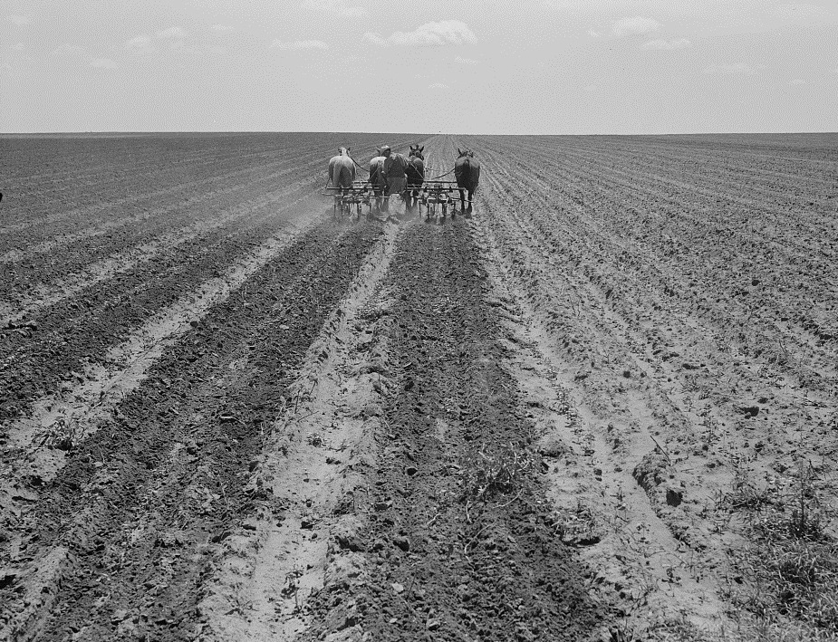 Horse-drawn plowing Childress County Tx 1938