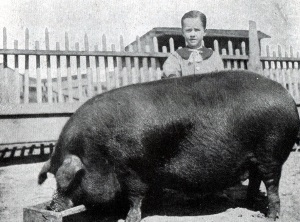 Jack Starr and His Prize Winning Pig in Midland Texas in 1918