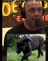 Joe Rogan's Black Panther Sighting in Austin