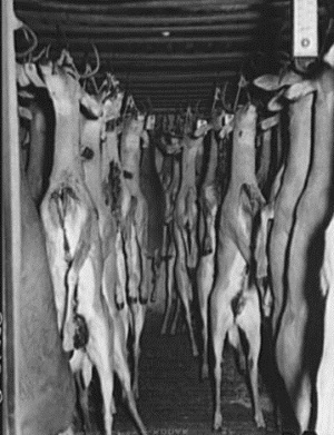 Deer Hanging in cold storage in Mason Tx 1939