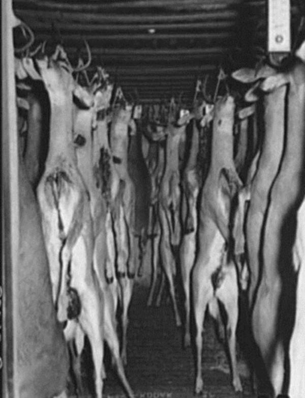 Deer Hanging in cold storage in Mason Tx 1939