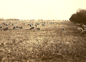 Nebraska FLOCK OF SHEEP Field PASTURE Farm c 1910 