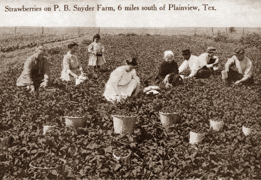 PB Snyder Strawberry Farm Plainview Tx in 1910s