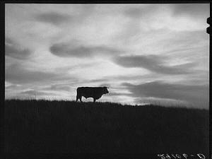Bull in sand hill grazing area. Thomas County,Nebraska