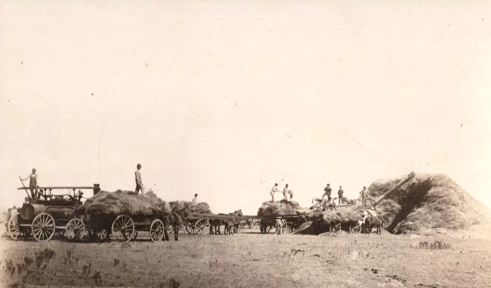 Threshing Wheat Near Floydada 1910