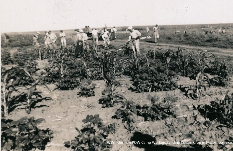 German POWs in Muleshoe Cotton Field