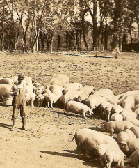 Wheeler County Nebraska Hog Farm c 1910