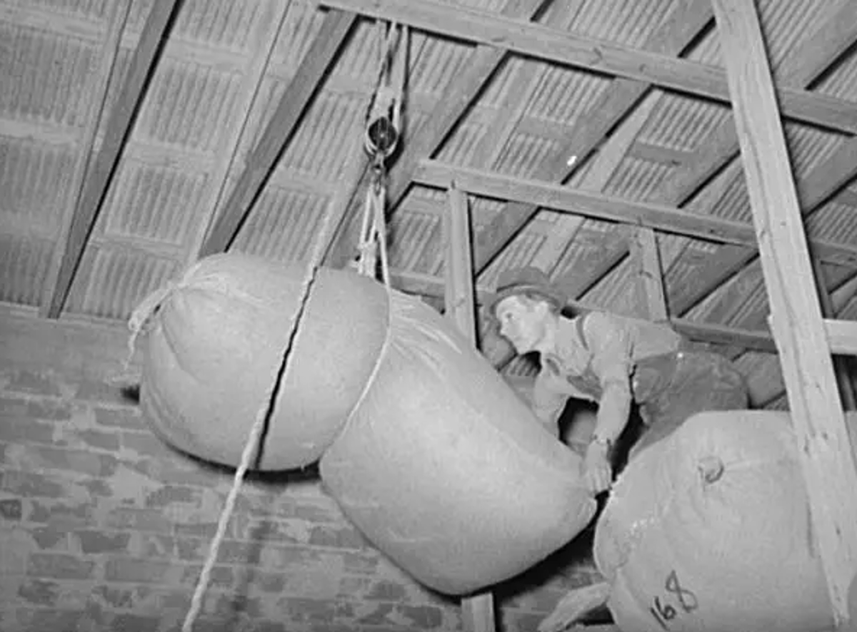 Worker Hoists Bag of Mohair